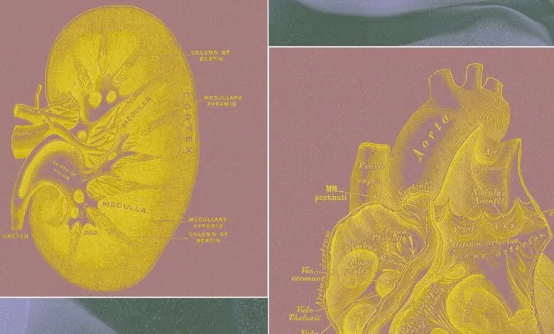 Diagrams of a kidney and heart with labels in gold on a purple background.