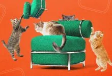 Four cats interact with a green chair on an orange background.