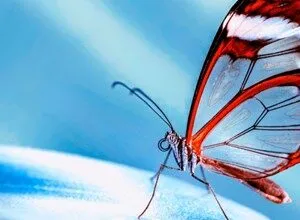 Close-up of a Glasswing butterfly with transparent wings and red markings on a blue background.