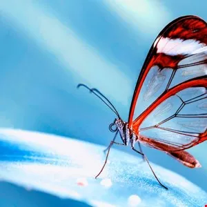 Close-up of a Glasswing butterfly with transparent wings and red markings on a blue background.