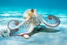 Octopus with curled tentacles rests on sandy ocean floor.