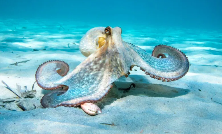 Octopus with curled tentacles rests on sandy ocean floor.