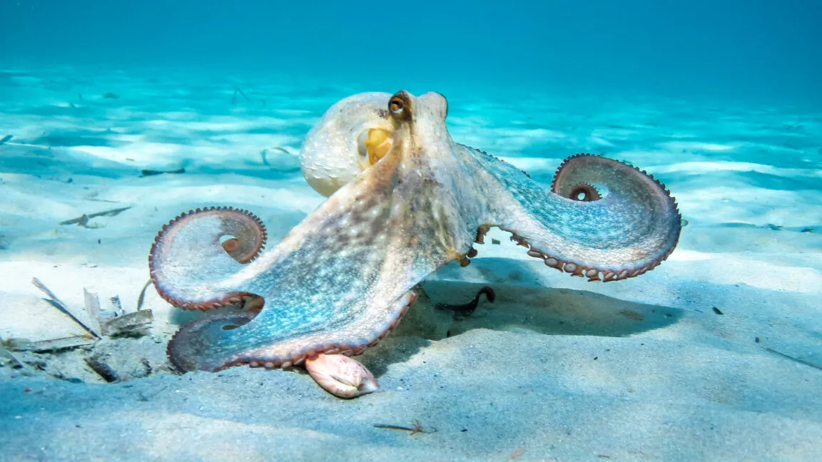 Octopus with curled tentacles rests on sandy ocean floor.