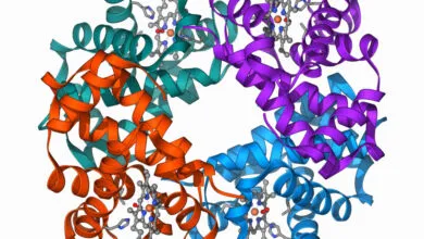 Colorful 3D model of a Haemoglobin molecule structure.
