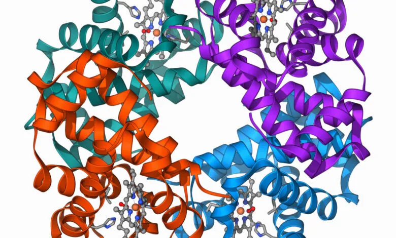 Colorful 3D model of a Haemoglobin molecule structure.
