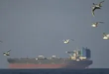 Several terns fly over the ocean with a blurred cargo ship in the background.