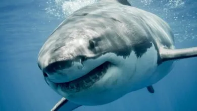 Close-up of a great white shark swimming in clear blue ocean water.
