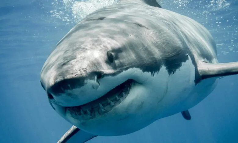 Close-up of a great white shark swimming in clear blue ocean water.