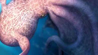 Close-up of a pink and purple octopus in blue water.