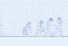 Evolution diagram showing progression from ape to modern human.