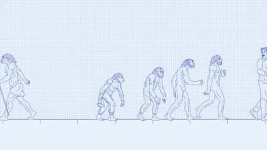 Evolution diagram showing progression from ape to modern human.