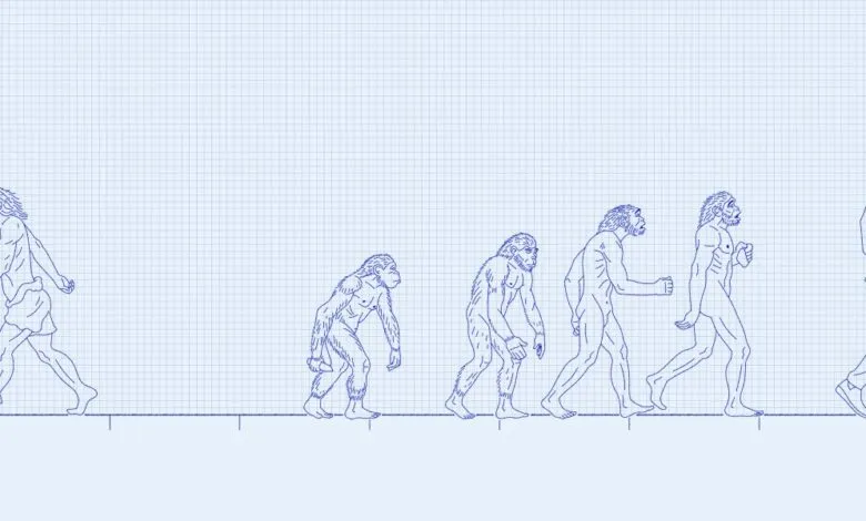 Evolution diagram showing progression from ape to modern human.