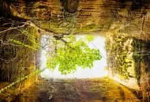 Looking up from a deep, square hole at a tree with bright green leaves.