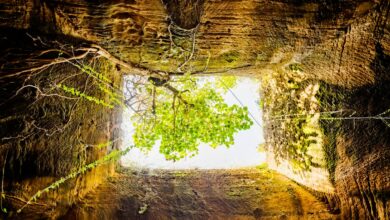 Looking up from a deep, square hole at a tree with bright green leaves.