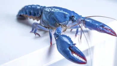 Vibrant blue crayfish with red-tipped claws isolated on a white surface.