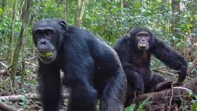 Ugandan Chimps Form Factions, Kill Rivals