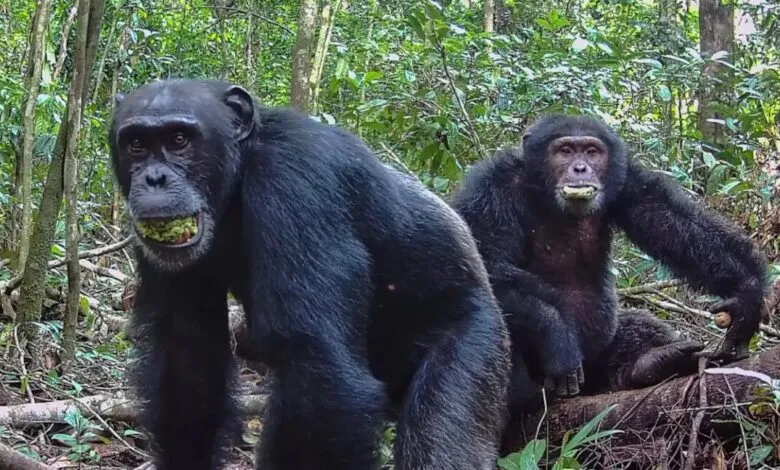 Two chimpanzees in a forest, one standing with food in its mouth.
