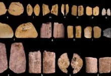 Collection of labeled, fragmented bone artifacts arranged in rows on a black background.