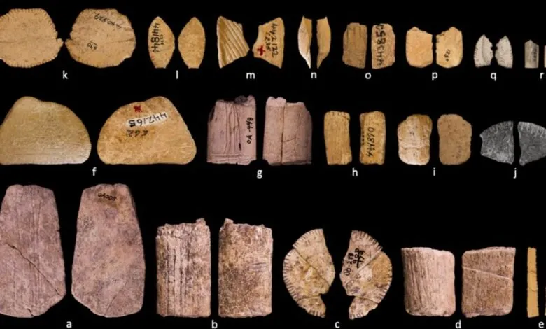 Collection of labeled, fragmented bone artifacts arranged in rows on a black background.