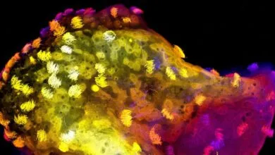 Microscopic view of cells with cilia, vibrant yellow, orange, and purple hues.