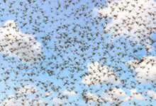 Swarm of locusts fills the sky against a backdrop of blue and white clouds.