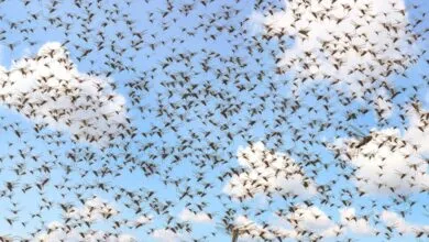 Swarm of locusts fills the sky against a backdrop of blue and white clouds.