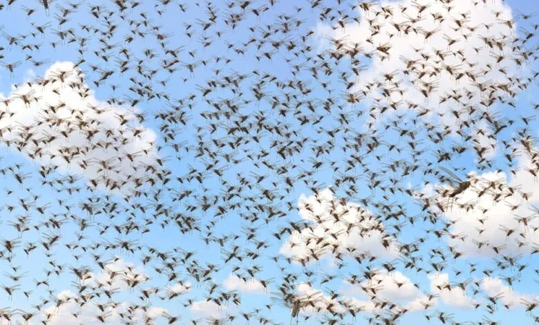 Swarm of locusts fills the sky against a backdrop of blue and white clouds.