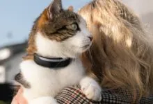 Woman holds a tabby and white cat wearing a black GPS tracker collar.