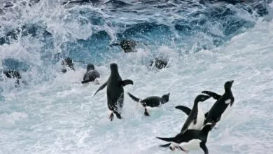 Adelie penguins swimming and jumping in choppy, white-capped ocean waves.