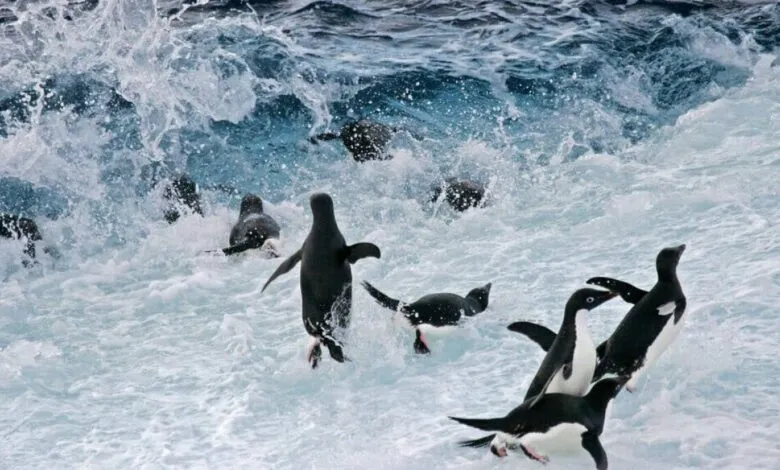 Adelie penguins swimming and jumping in choppy, white-capped ocean waves.