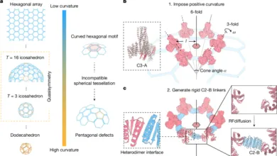 De novo design of quasisymmetric two-component protein cages