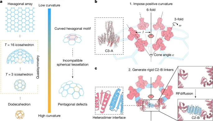 Diagram showing the process of generating curved protein assemblies from hexagonal arrays to dodecahedrons.