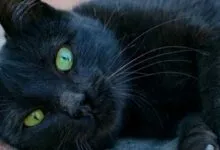 Close-up of a sleek black cat with striking green eyes lying on brick.
