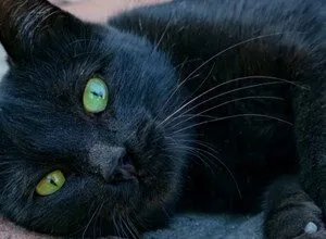 Close-up of a sleek black cat with striking green eyes lying on brick.