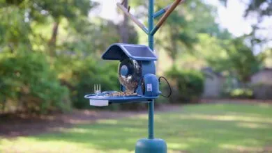Blue bird feeder with seeds and a solar panel on a green lawn.
