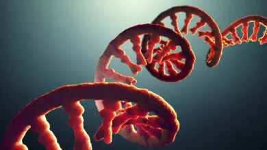 3D rendering of a red mRNA strand against a teal background.