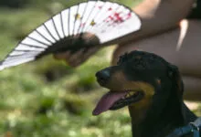 Dachshund with tongue out, owner uses fan to cool it.