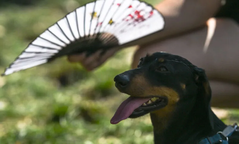Dachshund with tongue out, owner uses fan to cool it.
