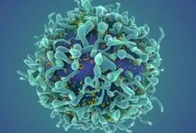 Detailed 3D rendering of a T-cell with surface receptors.