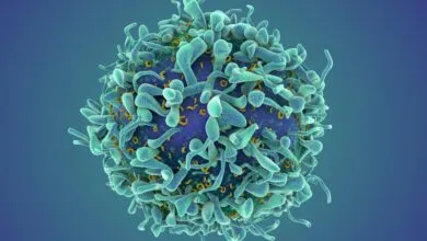 Detailed 3D rendering of a T-cell with surface receptors.
