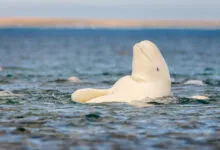 Beluga whale partially submerged in water, head and back visible.