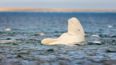 Beluga whale partially submerged in water, head and back visible.