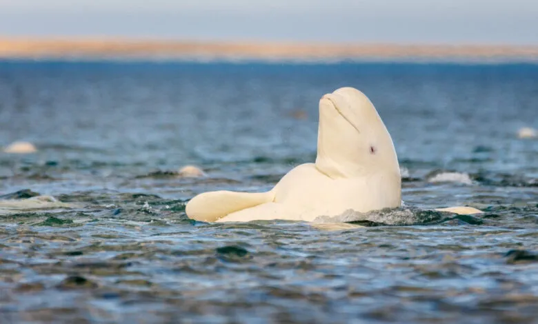 Beluga whale partially submerged in water, head and back visible.