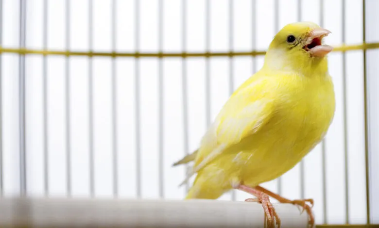 Bright yellow canary bird perched inside a gold wire cage, singing.