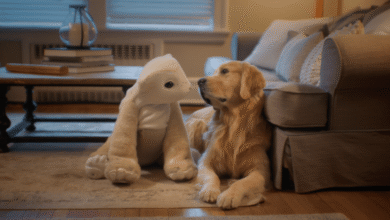 Golden Retriever dog lying next to a stuffed animal on a rug.