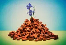 Pile of bricks with two purple iris flowers growing from the top.