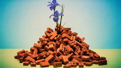 Pile of bricks with two purple iris flowers growing from the top.