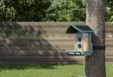Smart bird feeder with solar panel attached to tree in backyard.