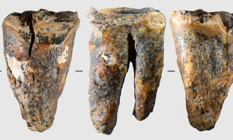 Three views of a fossilized molar tooth with visible roots and wear.