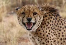 Close-up of a cheetah snarling, showing its teeth and spotted fur.